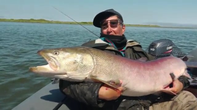 Таймени. Сахалин