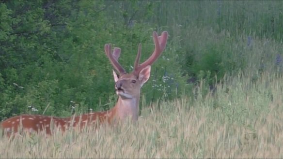 Охотничья фауна