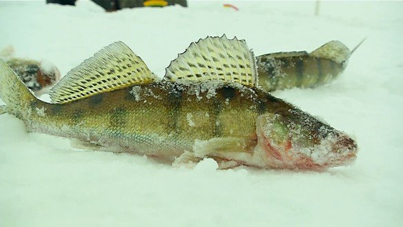 Зимняя рыбалка на Волге. Видеокарта уловистых...
