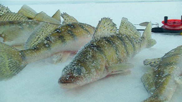 Зимняя рыбалка на Куйбышевском водохранилище.