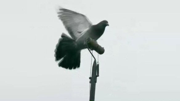 «Охота на иберийского голубя»